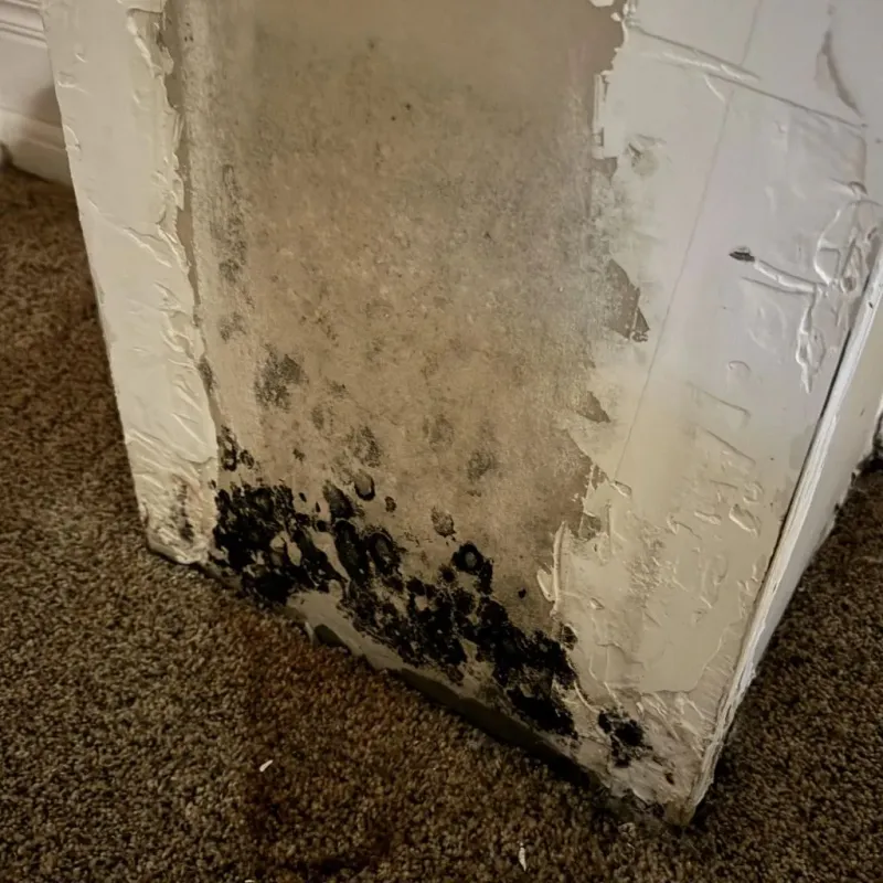 Professional Mold Removal in Green Forest, AR